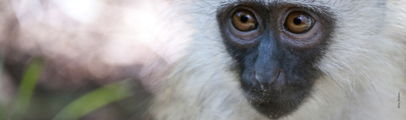 Vervet Monkey | African Wildlife Foundation